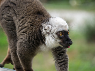Lémur