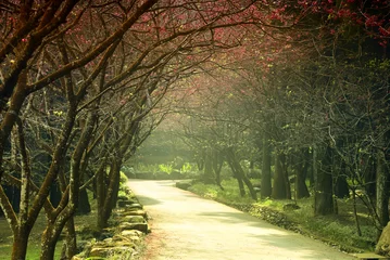 Foto op Plexiglas Garden in the Sakura bloom fields © njmucc