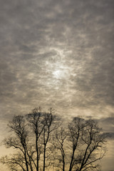 Trees against Evening Skies