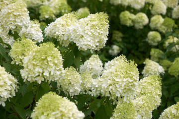 garden flowers greeting card background roses summer flower bed landscape design