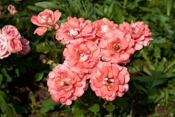 garden flowers greeting card background roses summer flower bed landscape design