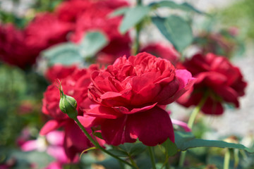 garden flowers greeting card background roses summer flower bed landscape design