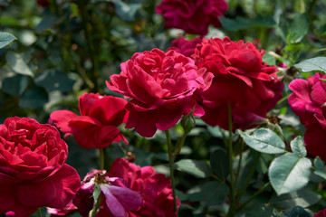 garden flowers greeting card background roses summer flower bed landscape design