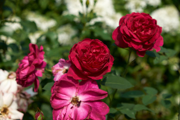 Fototapeta na wymiar garden flowers greeting card background roses summer flower bed landscape design
