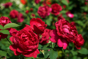 garden flowers greeting card background roses summer flower bed landscape design