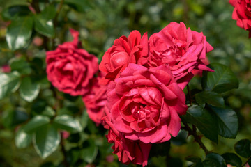 garden flowers greeting card background roses summer flower bed landscape design