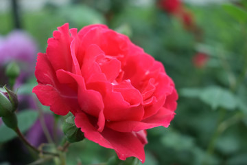 rose