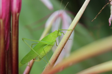 Grasshopper on Lily flower bud