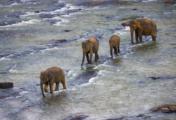  herd of asian elephants walking along the river