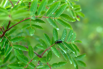 beetle cetonia aurata sits on a leaf of a tree on top