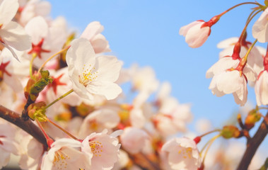 桜　春　素材