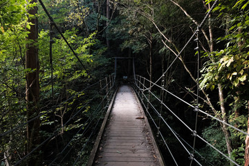Fototapeta na wymiar 森の中の吊り橋 suspension bridge