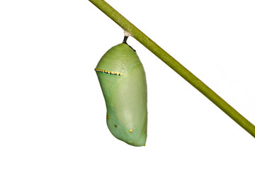 Monarch butterfly pupae covered in morning dew on milkweed branch. Closeup with copy space.   