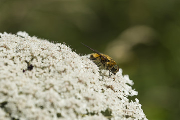 Animals in Skåne Nature