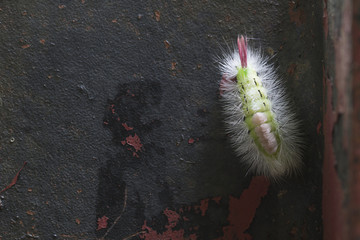 Animals in Skåne Nature