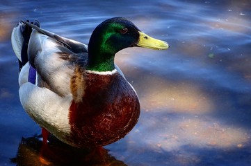 Mallard drake