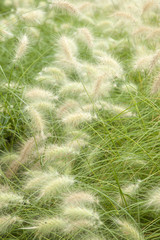 fountain grass background