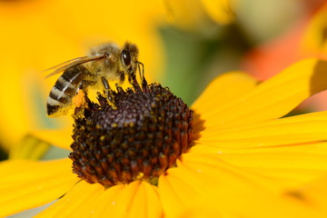 Fleißiges Bienchen