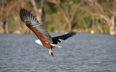 Afrikanischer Fischadler 