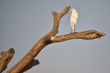 Gelbschnabelreiher in Kenia