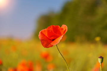 Naklejka premium red poppies in the light of the setting sun
