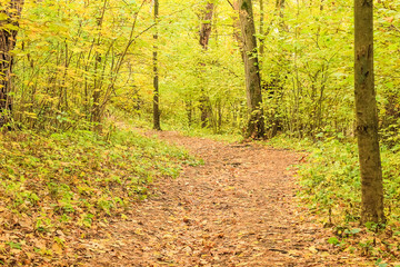 Autumn forest scenery with a path that goes deep into the forest