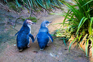 Couple of two little peguins, known as blue little peguin, korora or fairy penguin, walking tohether on the ground. Cute small peguins native to Australia, New Zealand and Phillip Island © Radoslav Cajkovic