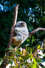 Koala bear sleeping between two wooden limbs in the Australian conservation forest, Phascolarctos cinereus