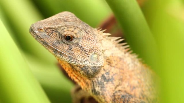 Close up lizard  in Thailand