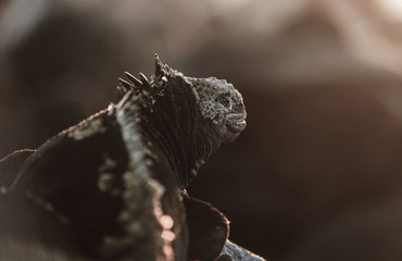 Marine iguana on rocky coastline at sunset, Galapagos Islands