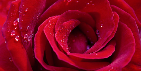 Red rose closeup with water drop.