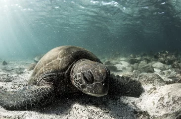 Photo sur Plexiglas Tortue Green sea turtle (Chelonia mydas) resting on ocean floor in the Galapagos islands