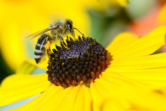 Flei&szlig;iges Bienchen