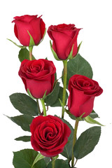  Bouquet of red  roses isolated