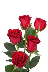  Bouquet of red roses isolated