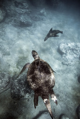 Green sea turtle and Galapagos sea lion swimming underwater