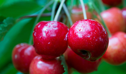 Makro aufnahme auf red cherries.