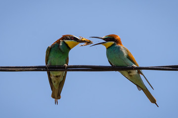 Male European bee-eater offering a butterfly to a female