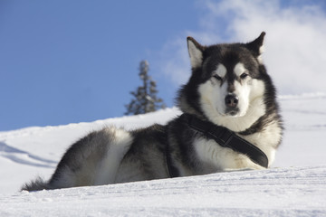 Dog husk outdoors lies on the snow