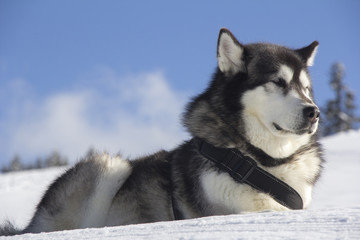 Dog husk outdoors lies on the snow