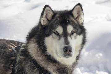 Obraz premium Dog husk outdoors on the snow