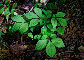 little, young ginseng seedling. Korean wild root ginseng. A close up of the most famous medicinal plant ginseng (Panax ginseng).