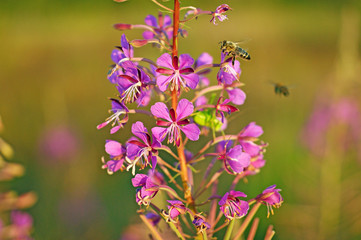 Fototapeta na wymiar Two bees collects nectar from kiprei