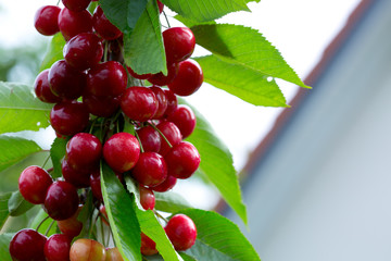 Makro aufnahme auf red cherries.