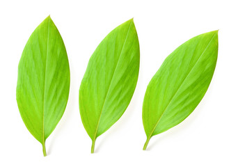 Cassumunar ginger leaves on white background