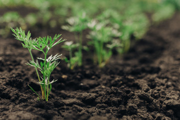 Young green carrot plans on a path in the vegetable garden