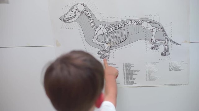 the child looks at the skeleton plan of the dog