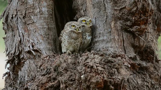 Pair of owl birds,low angle view. Cute spotted owlet parent birds hustling in front of the nest  watching over and averting from photographer ,hd video .  