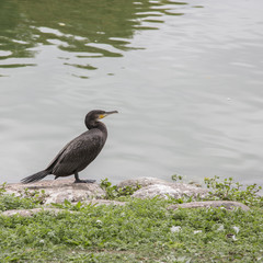 Birds in Malmö Park