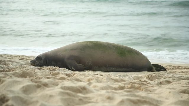Hawaiian Monk Seal Images Browse 698 Stock Photos Vectors And Video Adobe Stock Hawaiian Monk Seal Images Browse 698 Stock Photos Vectors And Video Adobe Stock